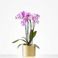 Orchidee in sierpot
